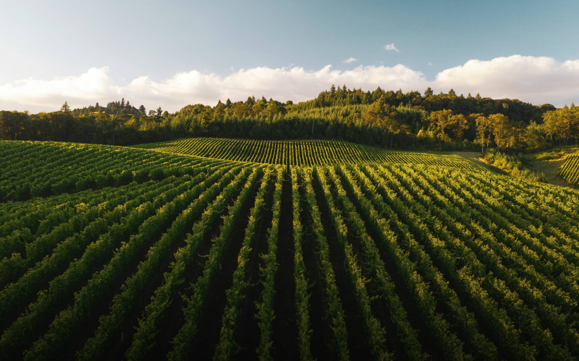 Productores de Leonardita y Carbón